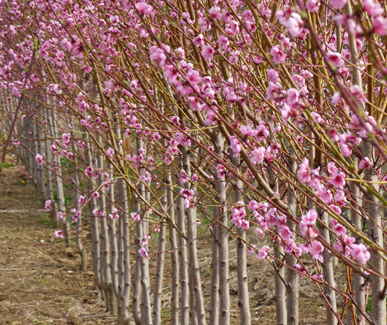 Baumschule Köhler GbR