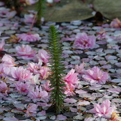 Blütenteppich auf Teich