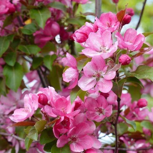 Rotblühender Zierapfel