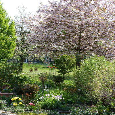 Garten mit blühender Zierkirsche