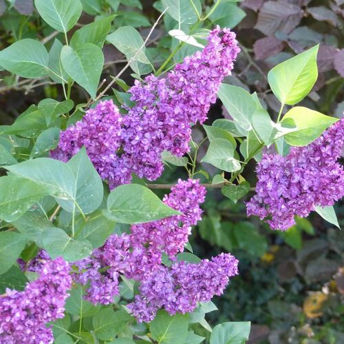 Blühender Flieder (Syringa)