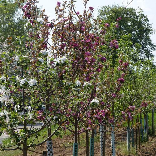 Blühende Solitär-Apfelbäume im Baumschulquartier