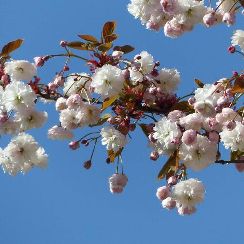 Prunus serrulata 'Shirofugen' - Zierkirsche 'Shirofugen'